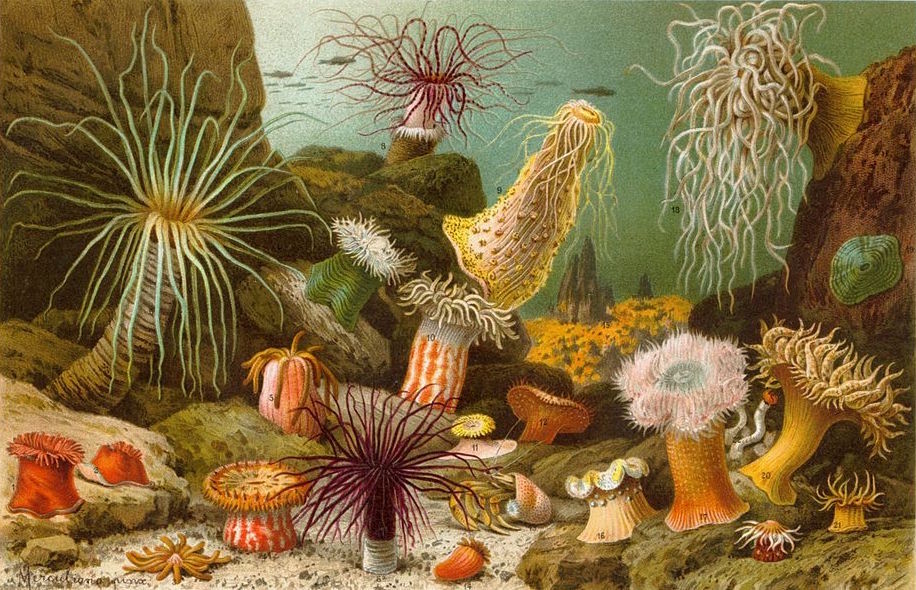 Image description: Turn of the twentieth century drawn print of a bunch of colorful anemones under the sea. Looks like an anemone party.